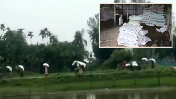 লুট হওয়া ১৯০ বস্তা সার